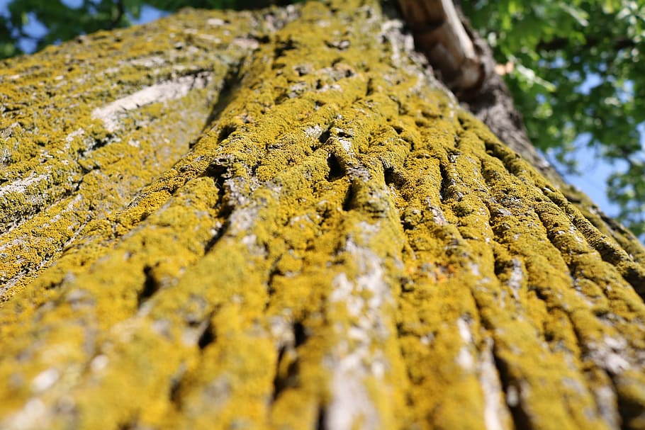 the bark, moss, tree, nature, closeup, trunk, the bark of the tree HD wallpaper