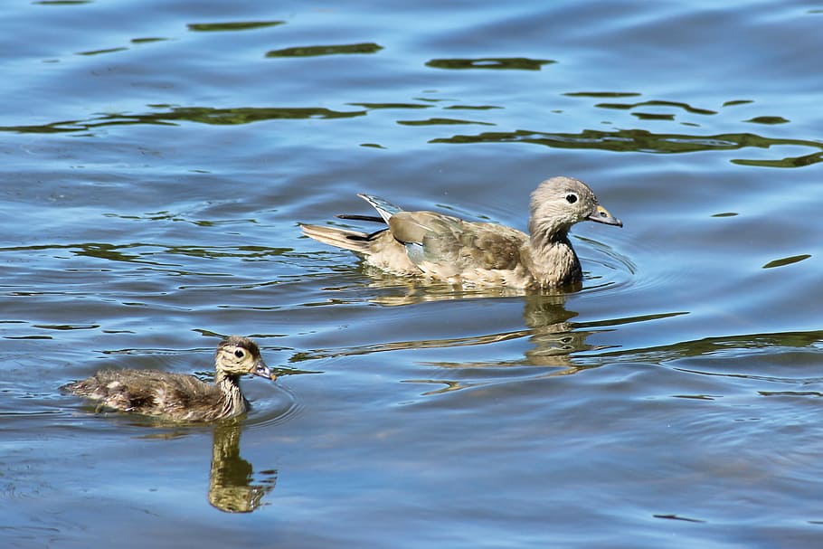 gadwall, duck, chicken, water, lake, nature, water bird, animal themes, HD wallpaper