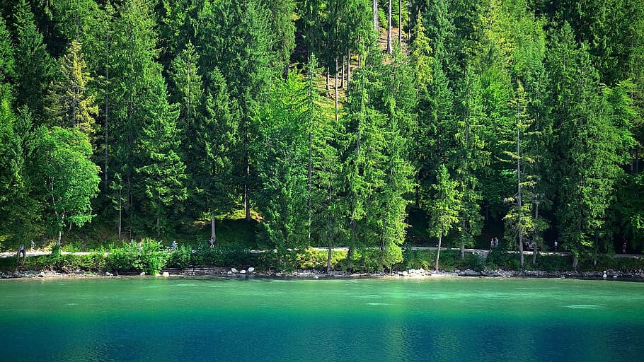 trees, lake, alpine lake, plant, water, green color, beauty in nature HD wallpaper