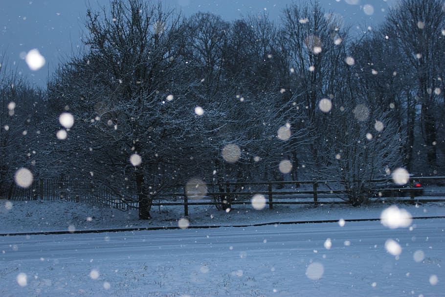 snow, dark, snow storm, tree, cold, landscape, outdoor, evening HD wallpaper