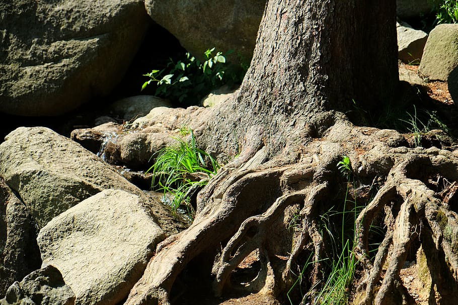 root, tree, nature, wood, tree root, old, forest, solid, gnarled HD wallpaper