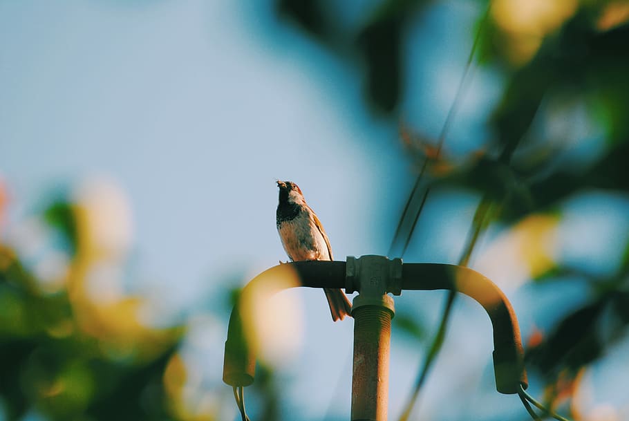 bird perched on street light, gray bird on black pipe, garden HD wallpaper