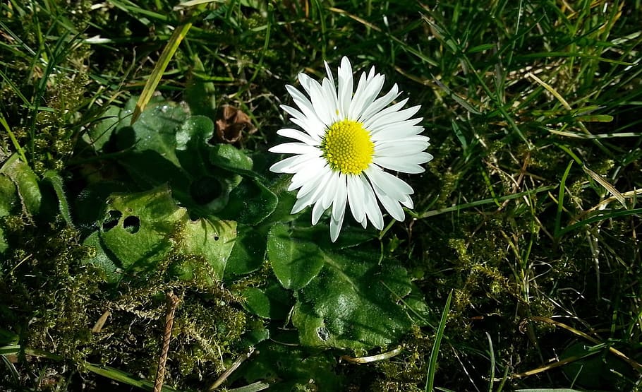 daisy, spring, meadow, wildflowers, flowering plant, growth HD wallpaper
