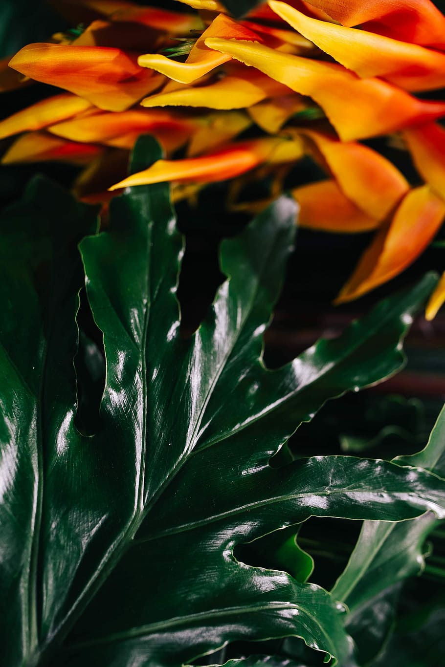 Close-ups of green plant leaves, nature, leaf, backgrounds, growth HD wallpaper