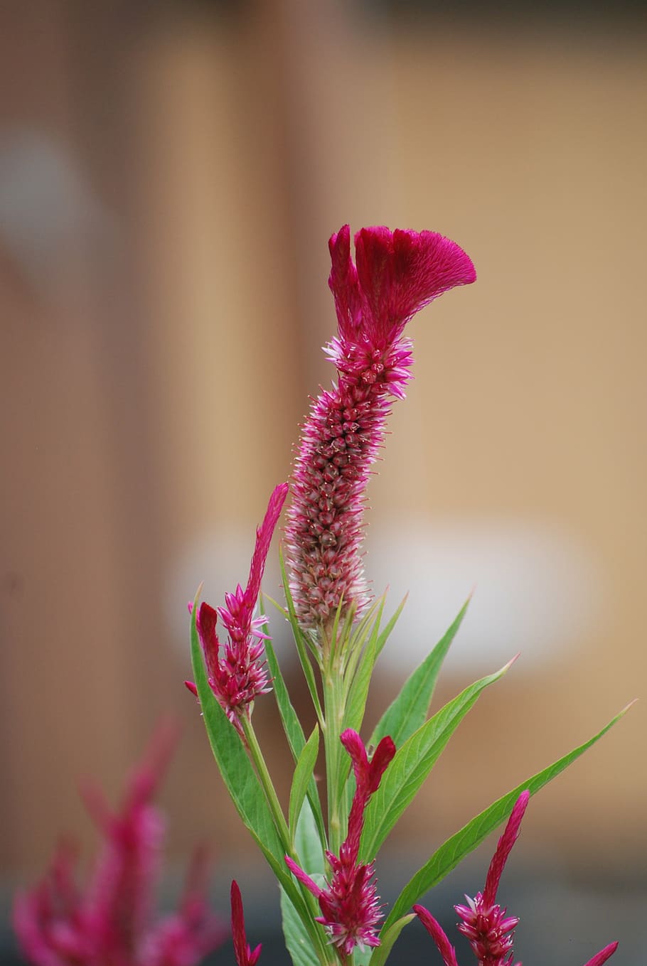 flower, macro, summer, color, red, pink, gardening, flowering plant HD wallpaper