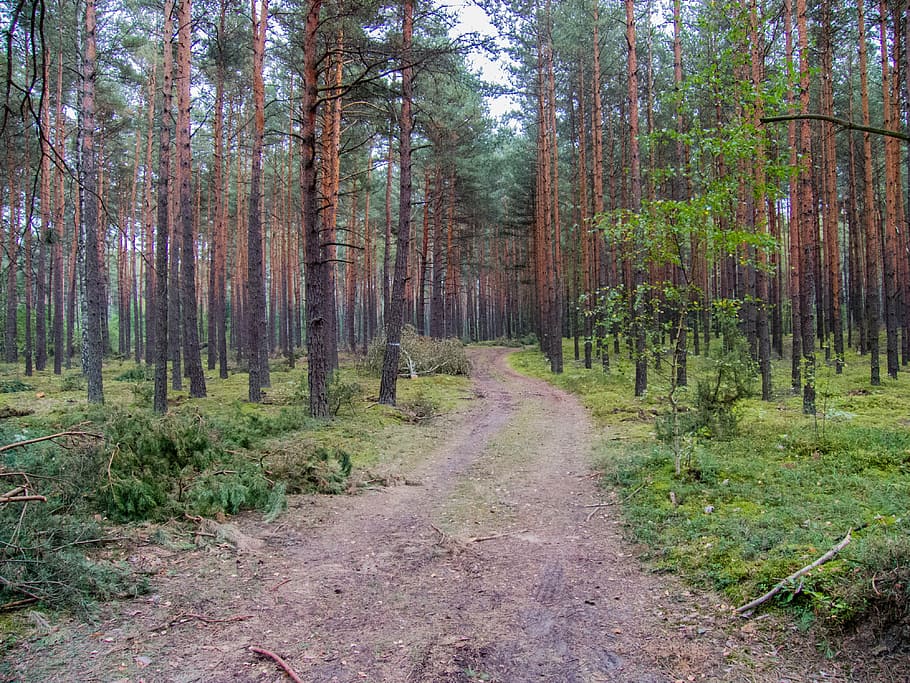 the path, forest, coniferous forest, way, the road in the forest HD wallpaper