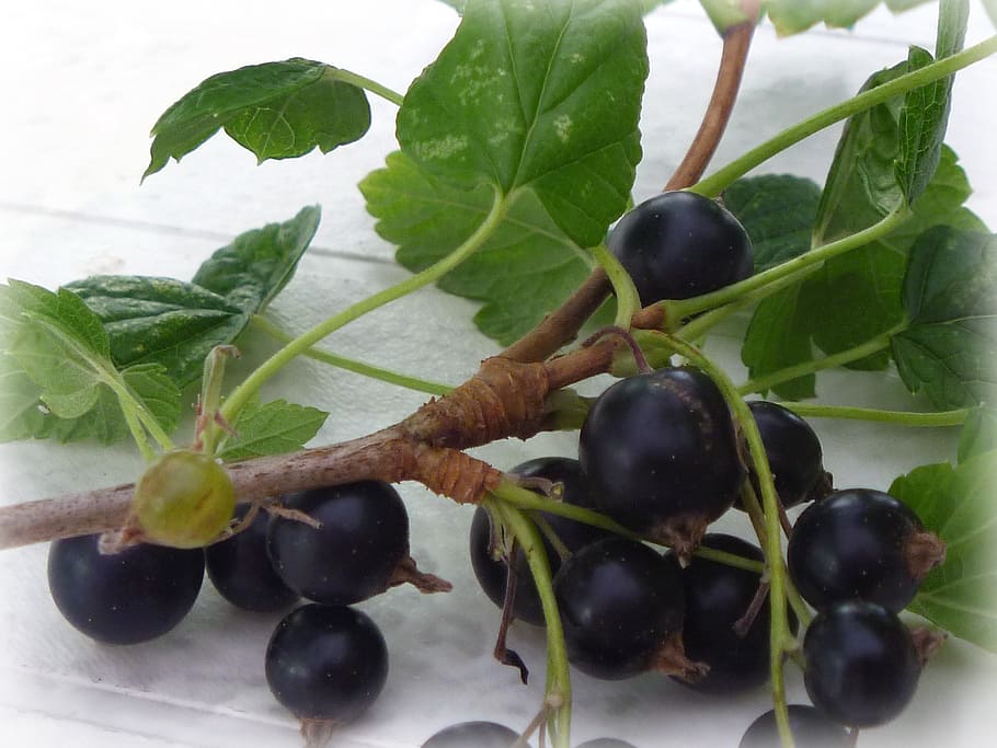 blackcurrant, berry, food and drink, plant part, leaf, fruit HD wallpaper