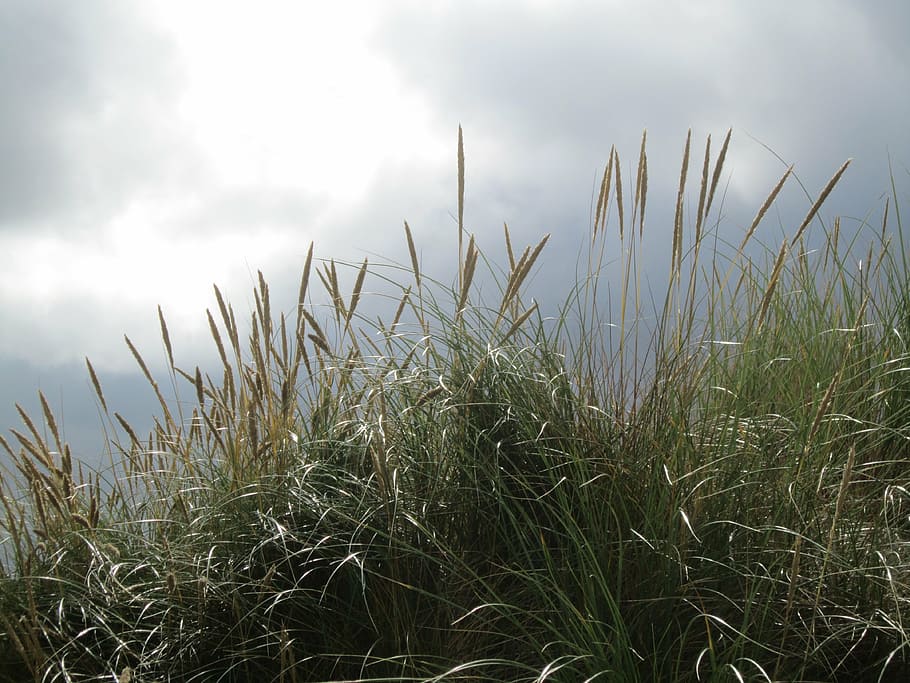 back light, grass, grasses, sky, cloud - sky, plant, growth HD wallpaper