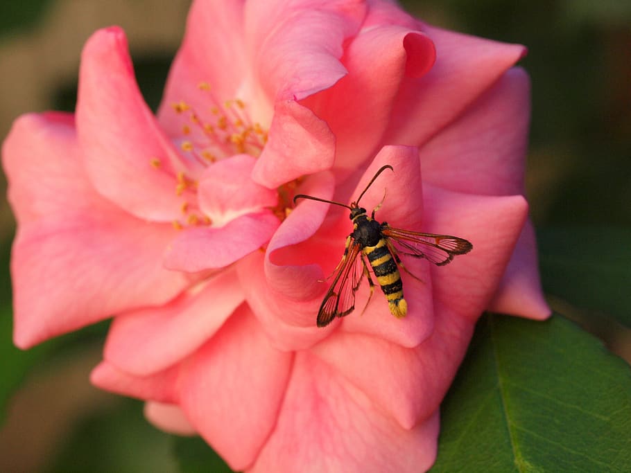 insect, pink, macro, invertebrate, animal themes, animal wildlife HD wallpaper
