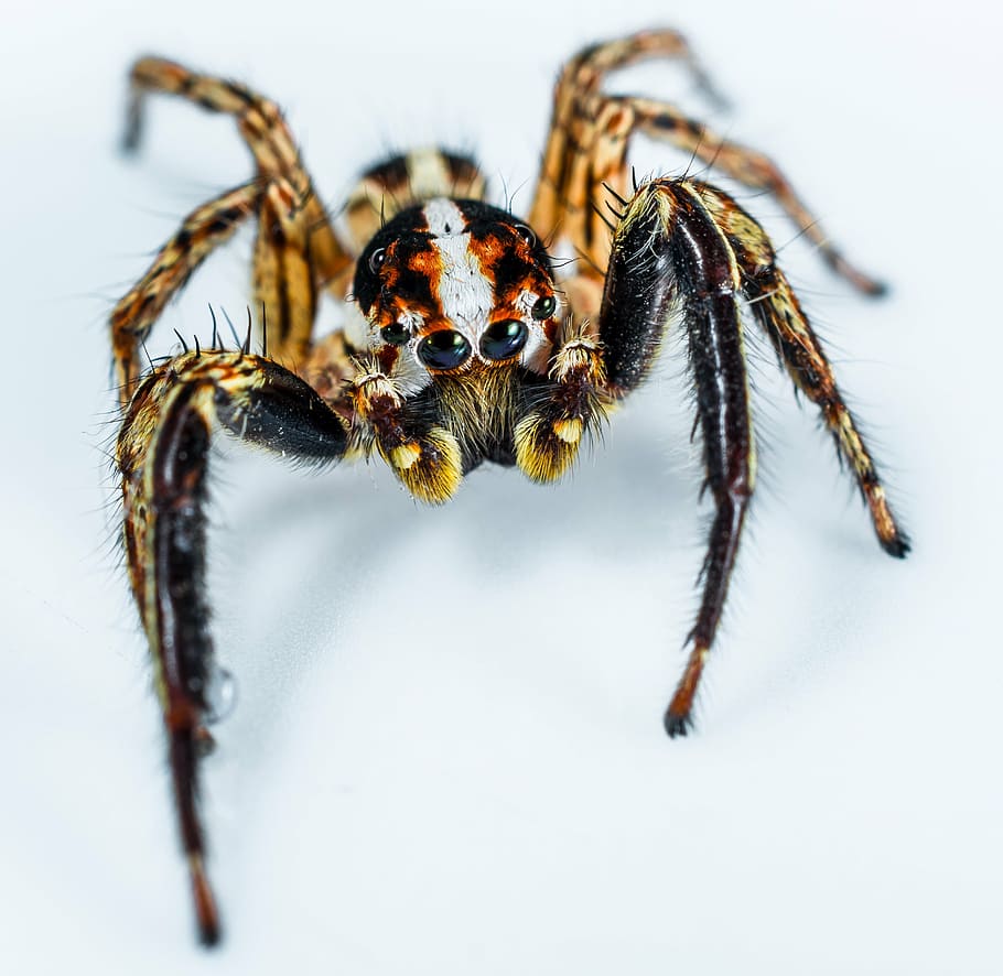 jumping spider, small spider, insect, close, animal, animal themes HD wallpaper