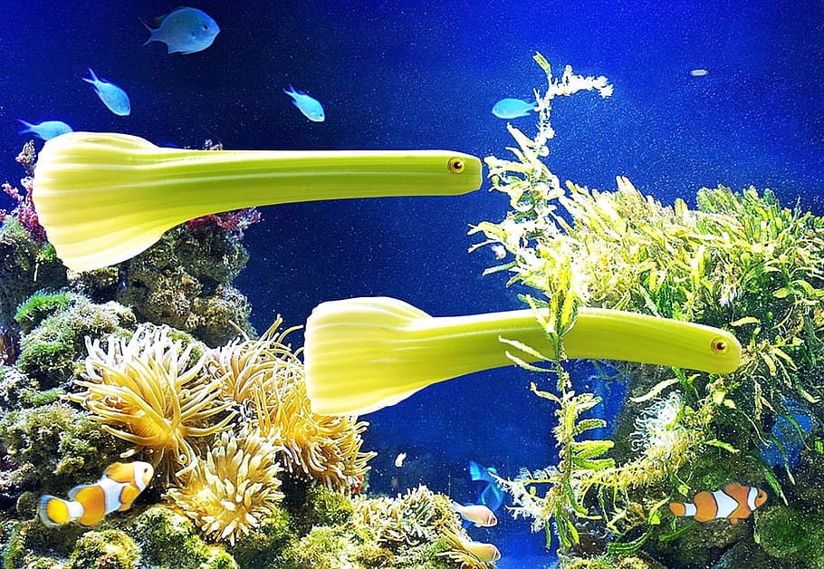 green fishes underwater, vegetables, celery, aquarium, plant