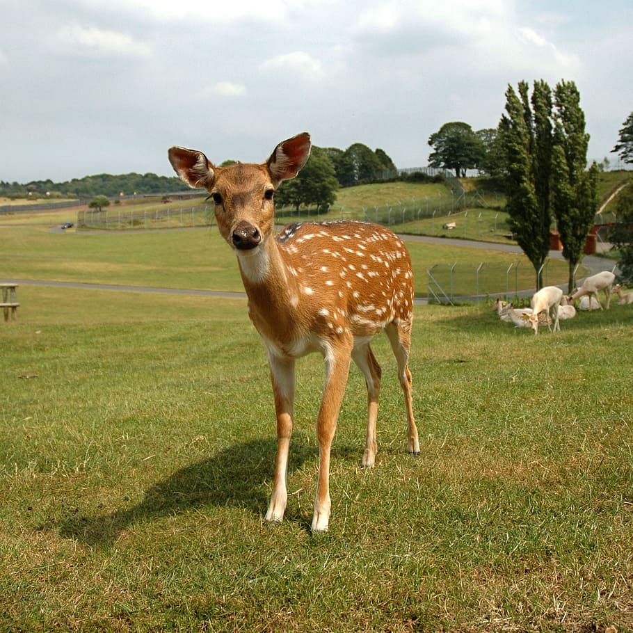 brown Spotted Deer standing on grass field during daytime, fawn