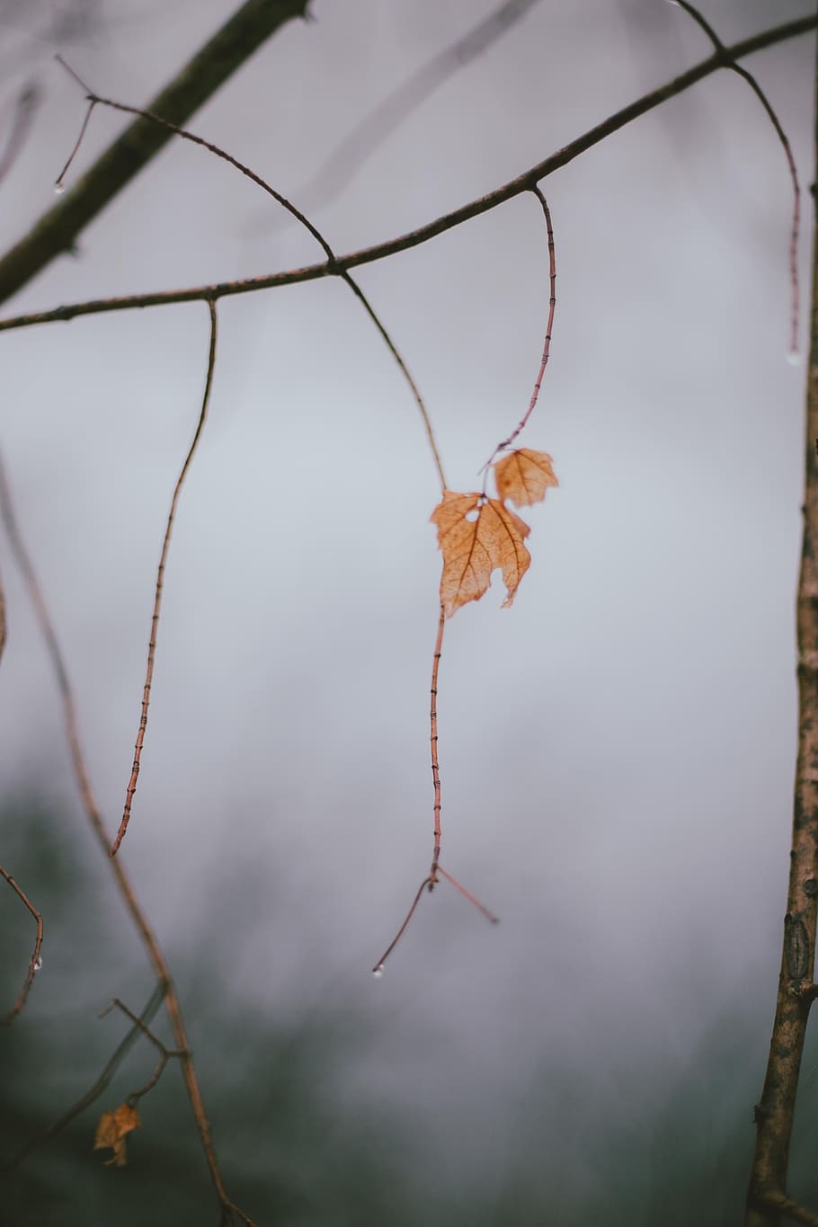 leaf, leaves, rain, grey, cloudy, nature, no people, close-up HD wallpaper