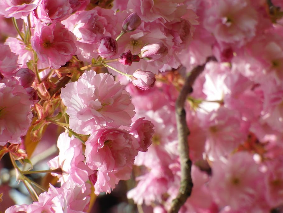 cherry blossom, red, spring, flowers, tree, flowering plant HD wallpaper