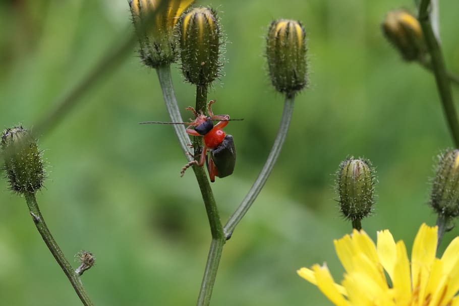 beetle, grass, sitting, macro, firefighter, plant, animal themes HD wallpaper