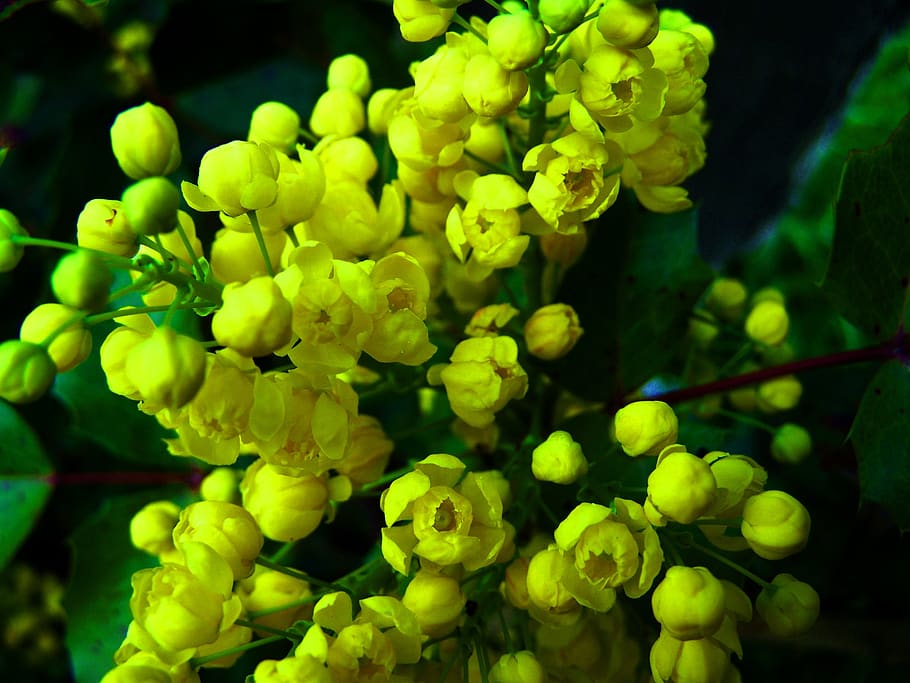 mahonia, yellow flower, spring, growth, plant, freshness, green color HD wallpaper