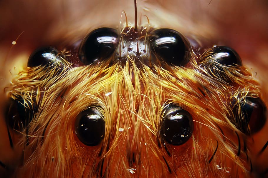 close up photo of spider, insect, 8 eyes, macro, close-up, animal themes HD wallpaper
