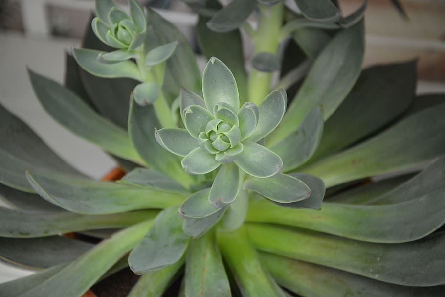 succulent, green, cactus, nature, garden, pot, plants green HD wallpaper