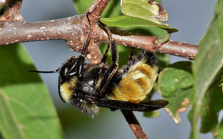 black and yellow bumblebee hanging on brown branch, insect HD wallpaper