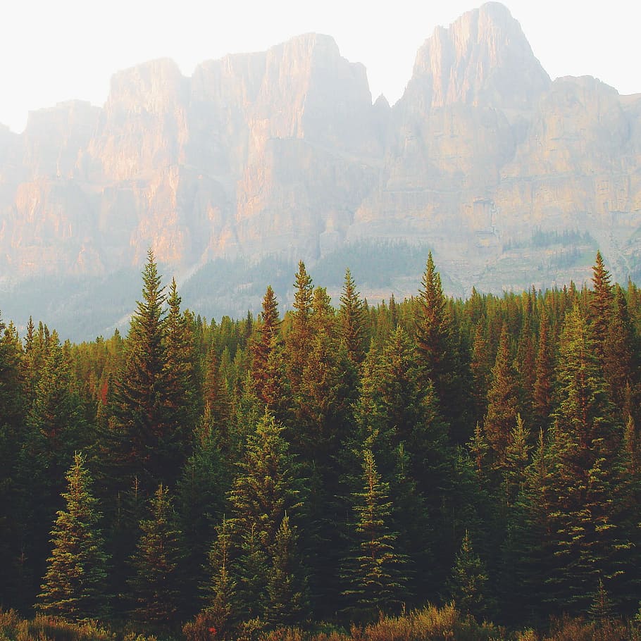 landscape photography of trees during daytime, pine trees with brown rock formation in distant HD wallpaper