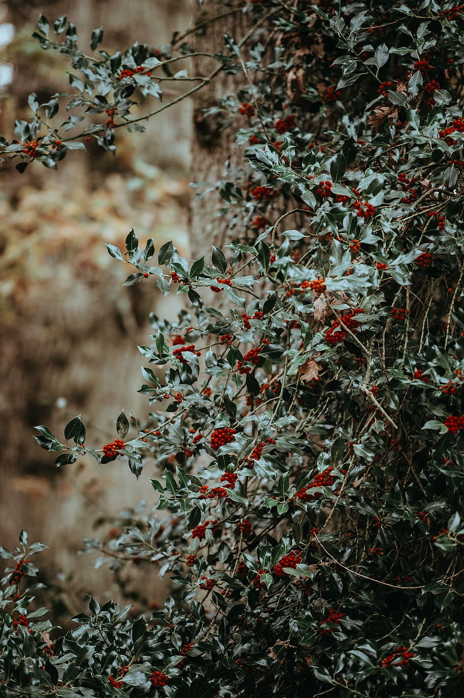 closeup photography of green and red plants, selective focus photography of red berries HD wallpaper