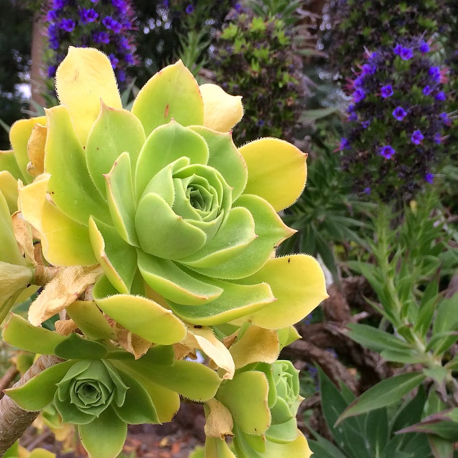 Exotic, Leaf, Nature, Tropical, green, flora, blossom, bloom HD wallpaper