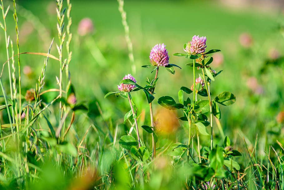shallow focus photography of purple flowers, field, green, meadow, HD wallpaper