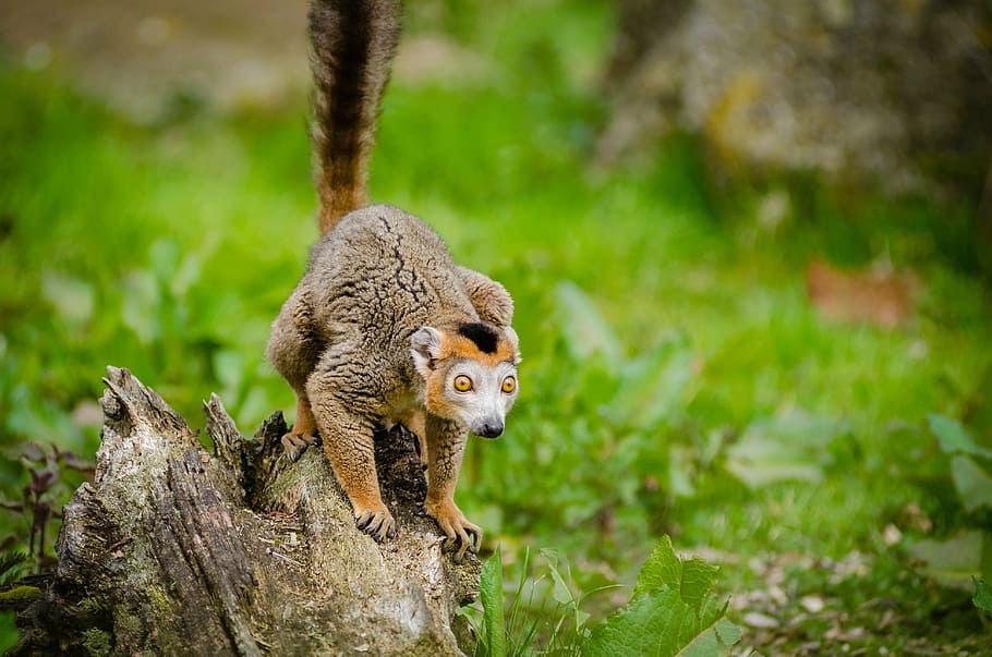 selective focus photography of brown four-legged long-tailed animal standing on wood slab