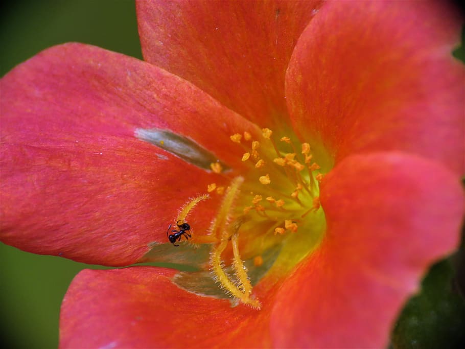 flower, rust and yellow, macro, garden, flowering plant, close-up HD wallpaper