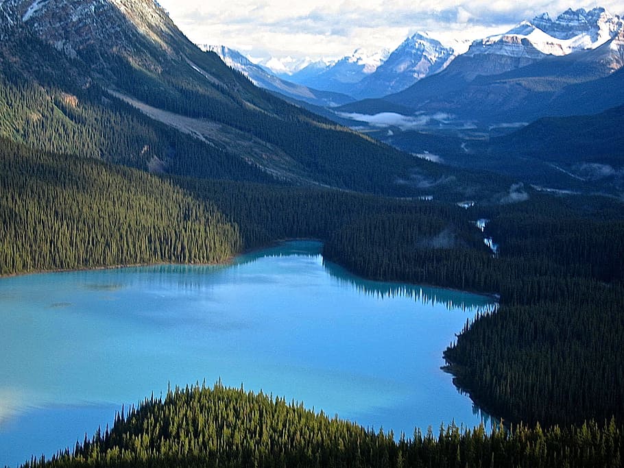 body of water in the middle of green mountains, peyto lake, alberta, HD wallpaper