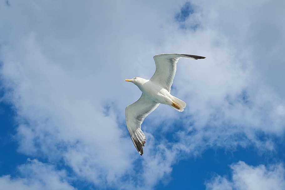 Seagull, Bird, Wing, Nature, blue, clouds, animal, sky, landscape HD wallpaper