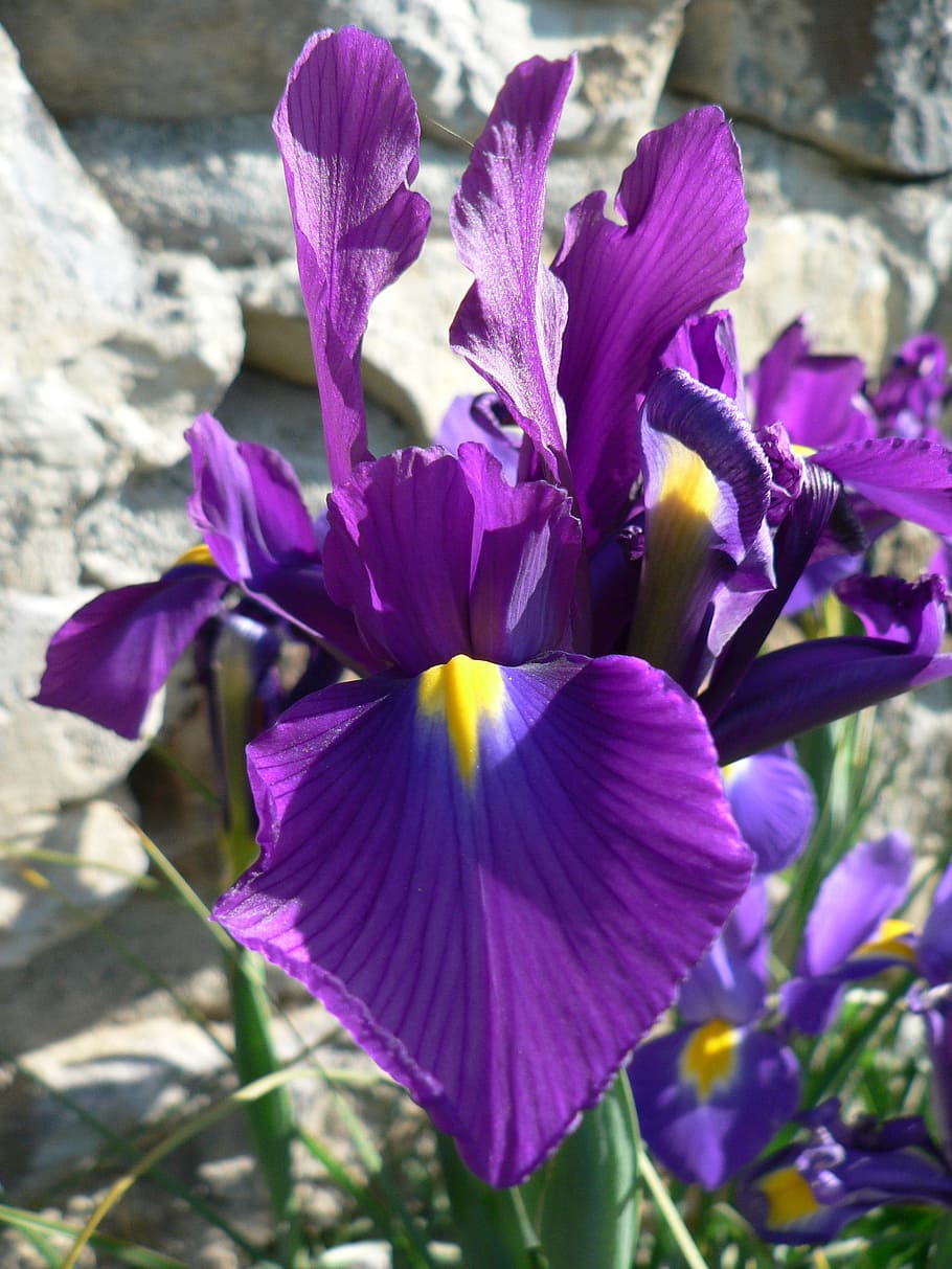 lily, blossom, bloom, violet, flower, flowering plant, freshness HD wallpaper