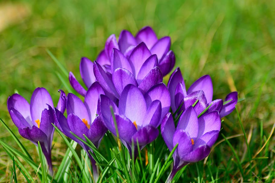 purple flowers on green grass, crocus, close, frühlingsblüher HD wallpaper