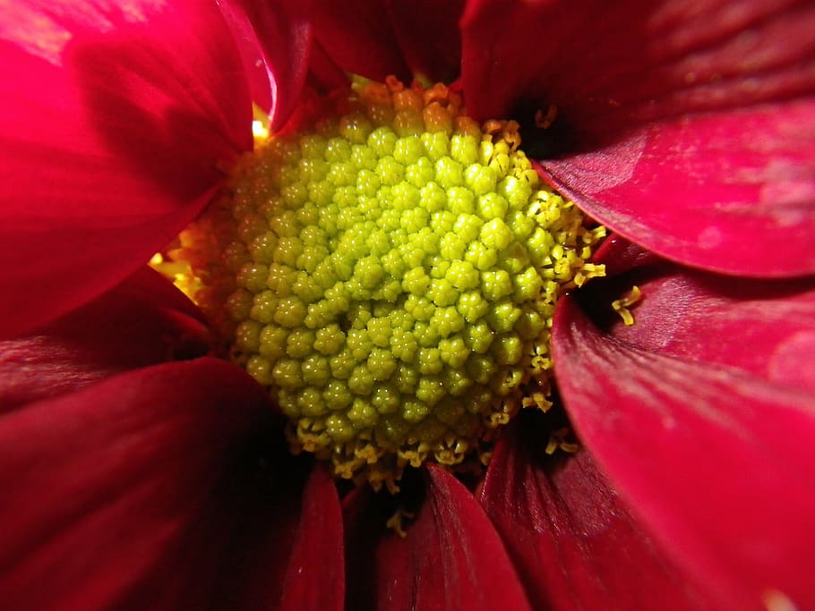 flower, macro, pink, yellow, flowering plant, close-up, petal HD wallpaper