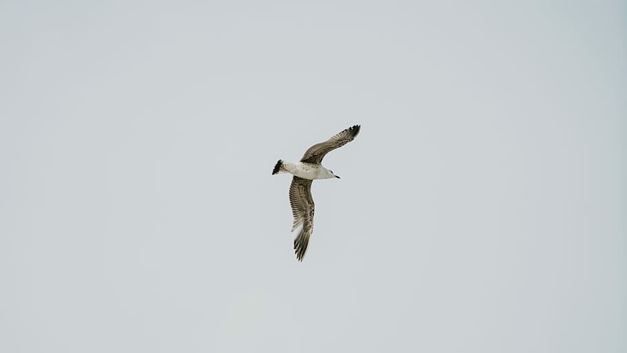 flying brown and white gull with white background, flying white and brown bird HD wallpaper