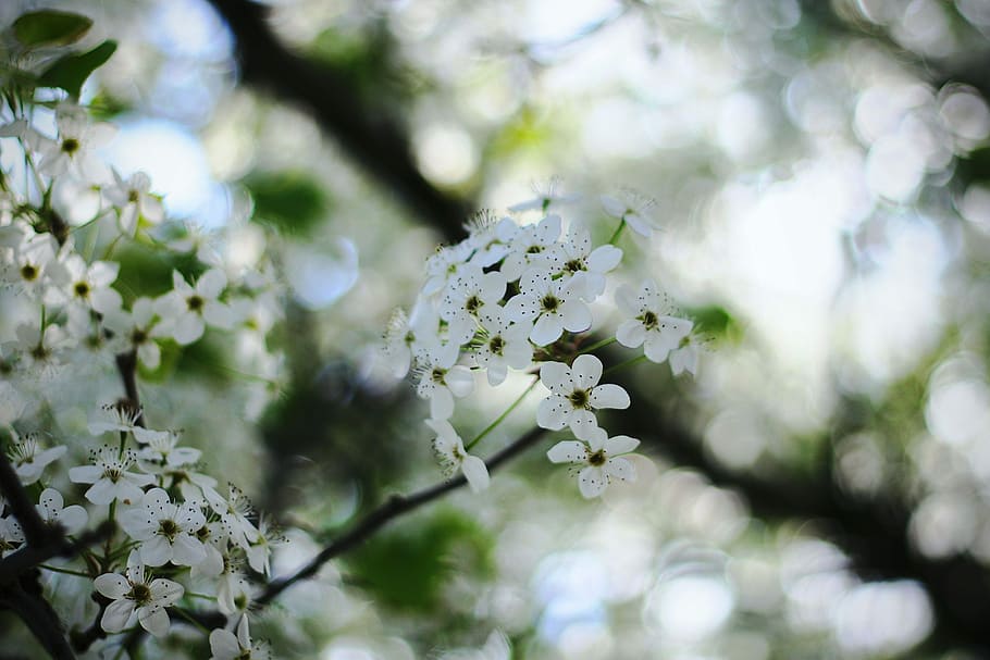selective focus photography of white petaled flowers, macro photography of tree with white flowers HD wallpaper