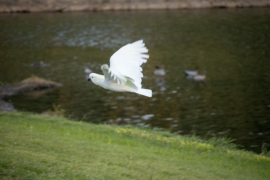 bird, nature, grass, feather, outdoors, cockatoo, animal themes HD wallpaper