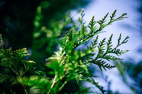 cold, wood, light, nature, abstract, background, blur, botanical HD wallpaper