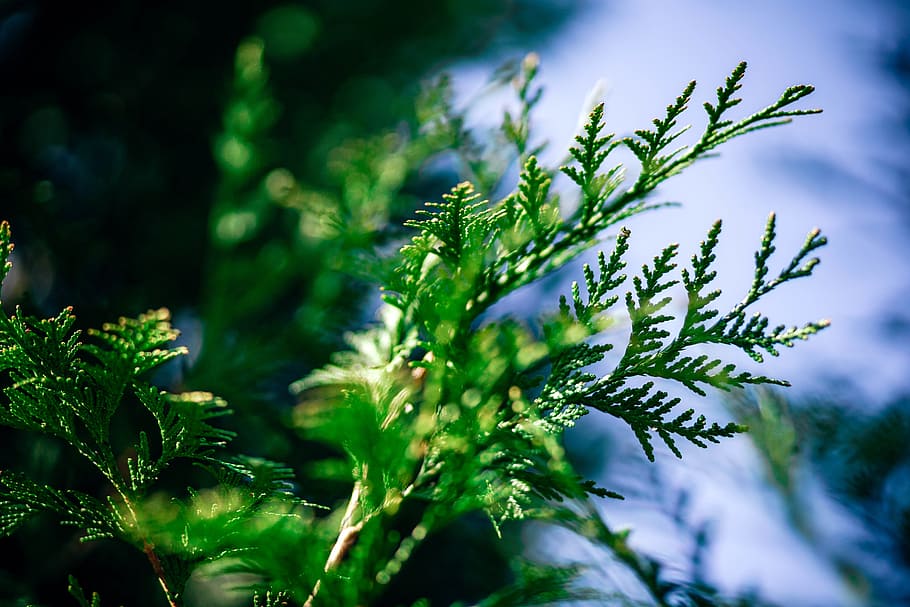 cold, wood, light, nature, abstract, background, blur, botanical HD wallpaper