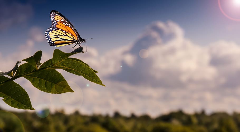 monarch butterfly on green leaf plant, schmertterling, clouds HD wallpaper