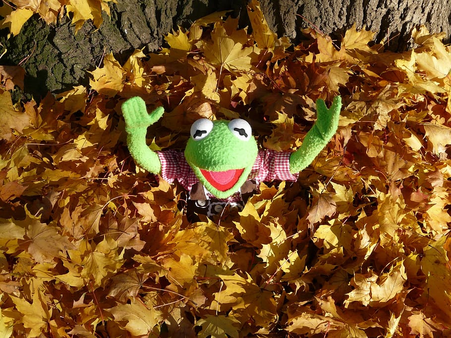 Kermit the Frog in brown maple leaf, green, leaf piles, cheer