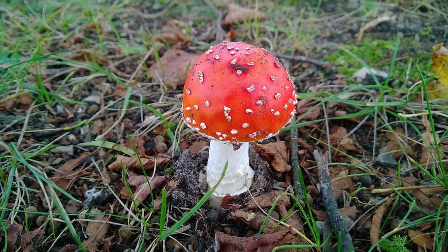 Fly Agaric, Nature, Forest, gift, red, spotted, dry leaves HD wallpaper