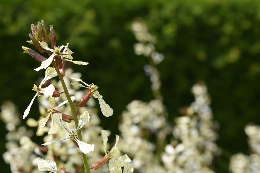 rocket, rucola bloom, arugula, raukeblüte, flowers, brassicaceae HD wallpaper