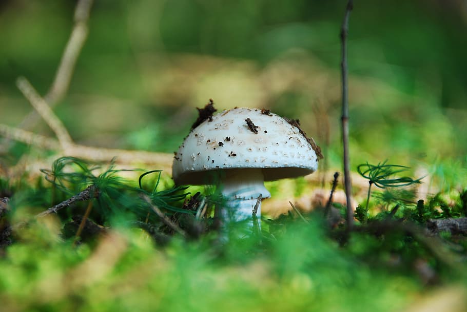 root champignon, mushroom, white, edible, white mushroom, forest fruit, HD wallpaper