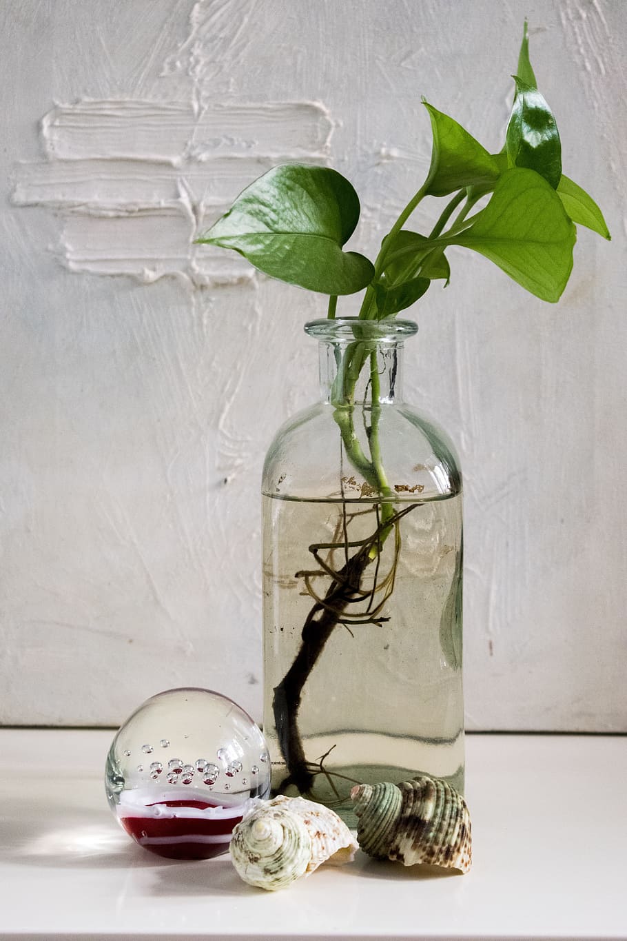 green leafed plants, composition, ball, bottle, shells, box HD wallpaper