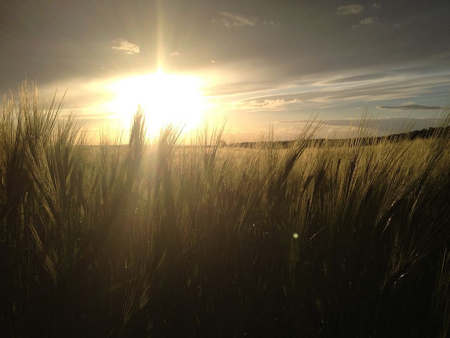 cornfield, cereals, sun, sunset, evening, clouds, cloudiness HD wallpaper