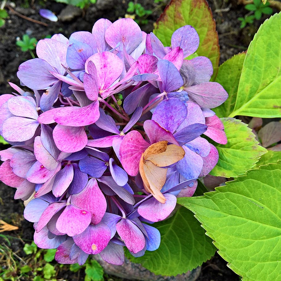 selective focus photography of purple Hydrangea flowers, blossom HD wallpaper