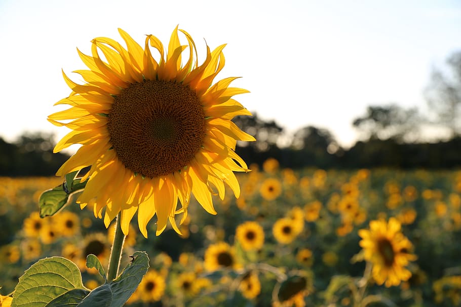 sunflower photo, Light, Provence, yellow, petal, growth, flower head HD wallpaper
