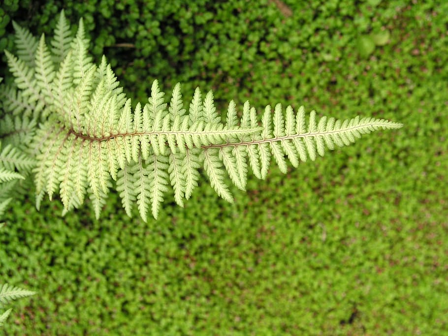 fern, leaf, nature, grass, green color, plant, growth, plant part HD wallpaper