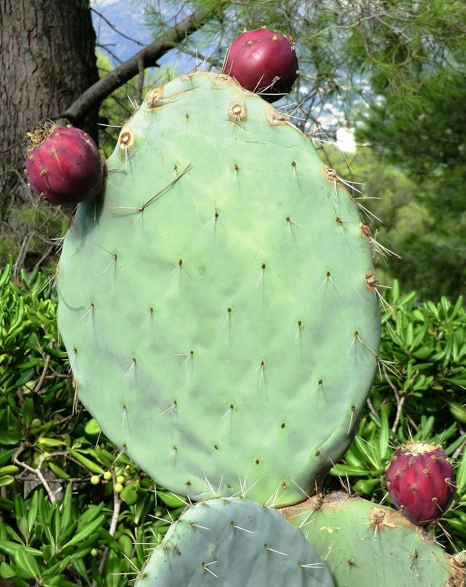 Cactus, Prickly, Nature, Thorns, green, prickly pear, south of france, HD wallpaper